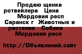 Продаю щенка ротвейлера › Цена ­ 20 000 - Мордовия респ., Саранск г. Животные и растения » Собаки   . Мордовия респ.